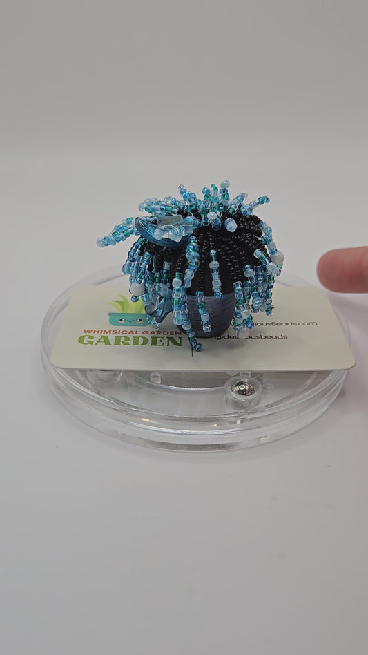 Celeste-Blue Starry miniature beaded plant